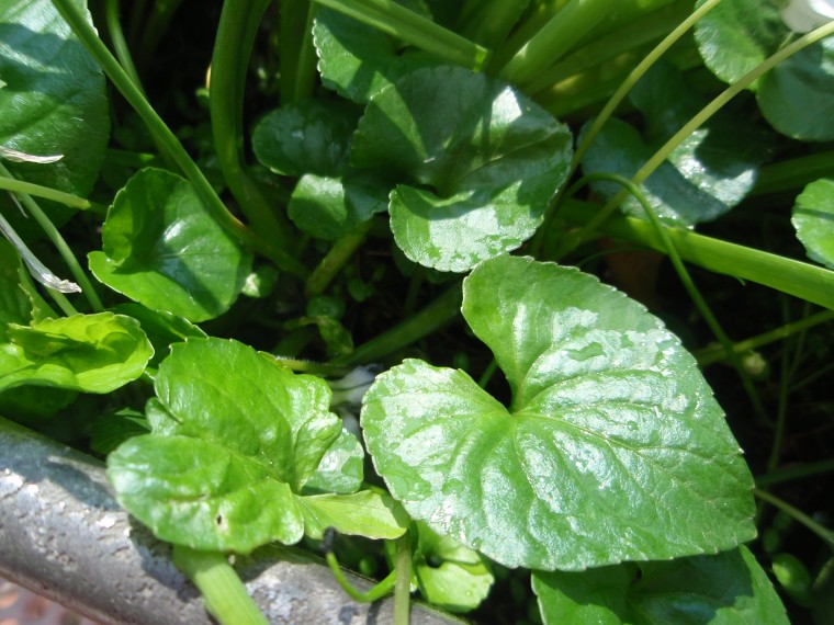 Viola sororia (/ Viola sorella